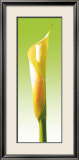 Green Callas Trilogy III Arte por Inka Vogel Green Callas Trilogy III Arte por Inka Vogel