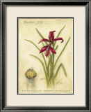 Azucena jacobea Pósters por Meg Page