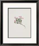 Small Alpine Rose Posters by Moritz Michael Daffinger