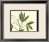 Naturalist Study I Kunst av A. Bell
