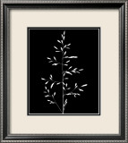 Wild Grasses I Posters par K. Kennedy