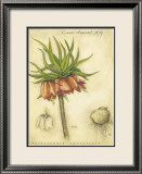 Crown Imperial Lily Lámina por Meg Page