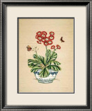 Auricula Whimsy Plakater av P. Bowden
