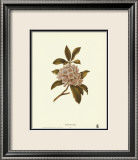 Mountain Laurel Pósters Mountain Laurel Pósters