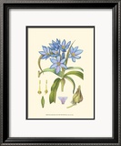 Periwinkle Blooms III Art par Samuel Curtis