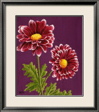 Purple and White Chrysanthemums Prints by Elise Ferguson