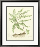 Eaton Ferns II Affiches par Daniel C. Eaton