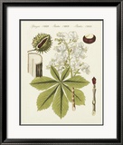 Horse Chestnut Plakater av Bertuch