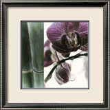 Bamboo I Plakater av Jennifer Broussard