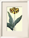 Castrum Dolores Tulip Pósters por James Sowerby