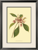 Tropical Ambrosia III Prints by Sydenham Teast Edwards