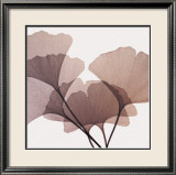 Ginkgo Leaves I Affiches par Steven N. Meyers