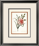 Dianthus Láminas por Pierre-Joseph Redouté Dianthus Láminas por Pierre-Joseph Redouté