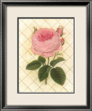 Rosa enrejada III Pósters por Susan Davies Rosa enrejada III Pósters por Susan Davies