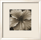 White Flower Póster por Nelson Figueredo White Flower Póster por Nelson Figueredo