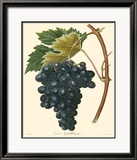 Grapes II Plakat av Bessa Grapes II Plakat av Bessa