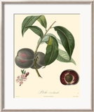 Plums Prints by Bessa 