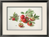 Aepfel und Rose Kunst von Carlos Von Riefel
