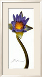 Nymphaea II Plakaty autor JoSon Nymphaea II Plakaty autor JoSon