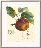Apples Posters by Bessa 