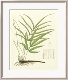 Eaton Ferns I Prints by Daniel C. Eaton