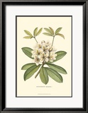 Rhododendron Affiches