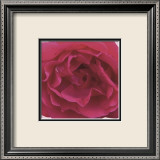 Rose rouge Affiches par Prades Fabregat