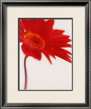 Gerbera, Bright Red on White (detail) Posters av Michael Banks Gerbera, Bright Red on White (detail) Posters av Michael Banks