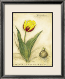 Tulipe Keizerskroon Affiches par Meg Page