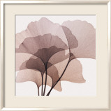 Ginkgo Leaves II Affiche par Steven N. Meyers