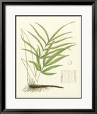 Eaton Ferns I Affiches par Daniel C. Eaton
