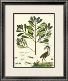 Naturalist Study II Posters av A. Bell