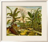 Tropical Fruits II Posters av Barlow