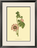 Tropical Ambrosia II Poster by Sydenham Teast Edwards