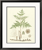 Eaton Ferns III Posters par Daniel C. Eaton