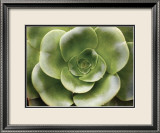 Echeveria II Lámina por Andrew Levine