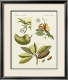 Breadfruit Plakater av Bertuch