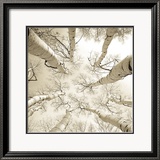 Silver Birch Posters av Adam Brock