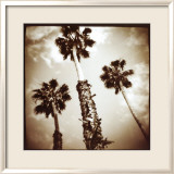 Tropical Beauty Prints by Tom Kirkendall