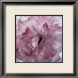 Fleur rose Affiches par Prades Fabregat