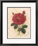 Rosa enrejada IV Láminas por Susan Davies Rosa enrejada IV Láminas por Susan Davies