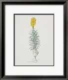 Ordinary Flax Weed Posters by Moritz Michael Daffinger