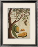 Mango Láminas por Michael Boym