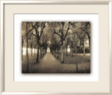 Rows of Trees Prints by Connie Wellnitz
