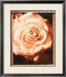 Schöne Blume II Poster von Gerard Van Hal