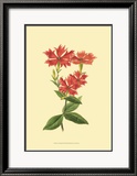 Le Fleur Rouge III Prints by Sydenham Teast Edwards
