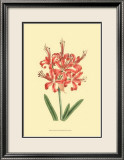 Le Fleur Rouge I Prints by Sydenham Teast Edwards