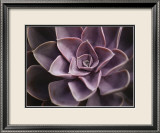 Echeveria I Láminas por Andrew Levine