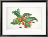 Medlar and Fruit Pósters por Carlos Von Riefel