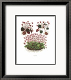 Cyclamens Affiches